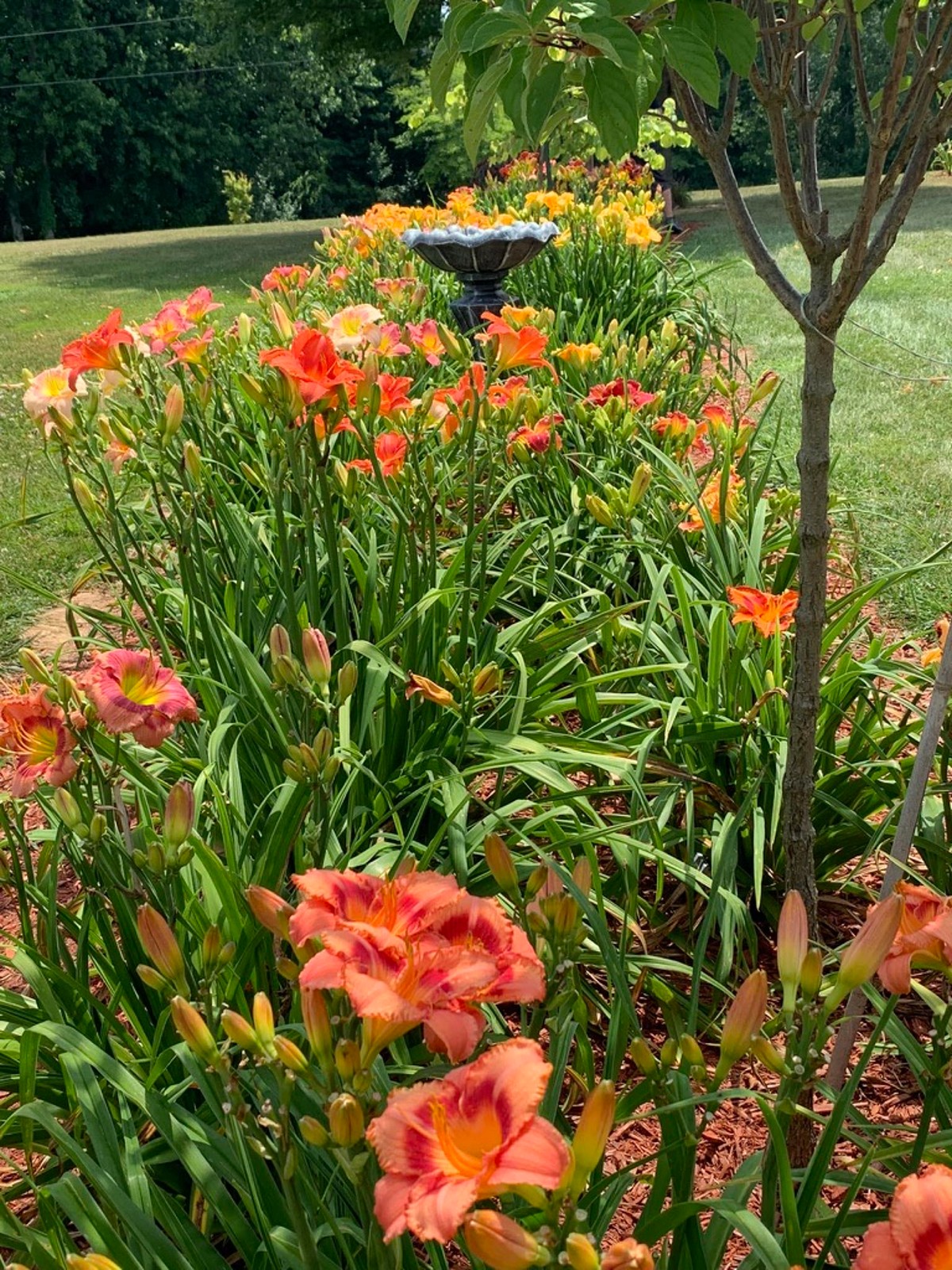 First Capital Daylilies Daylily Catalog