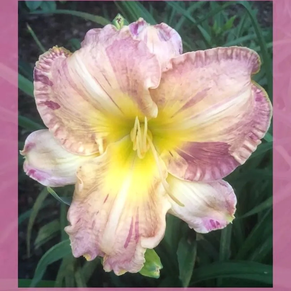 starcrossedseeds Daylily Catalog