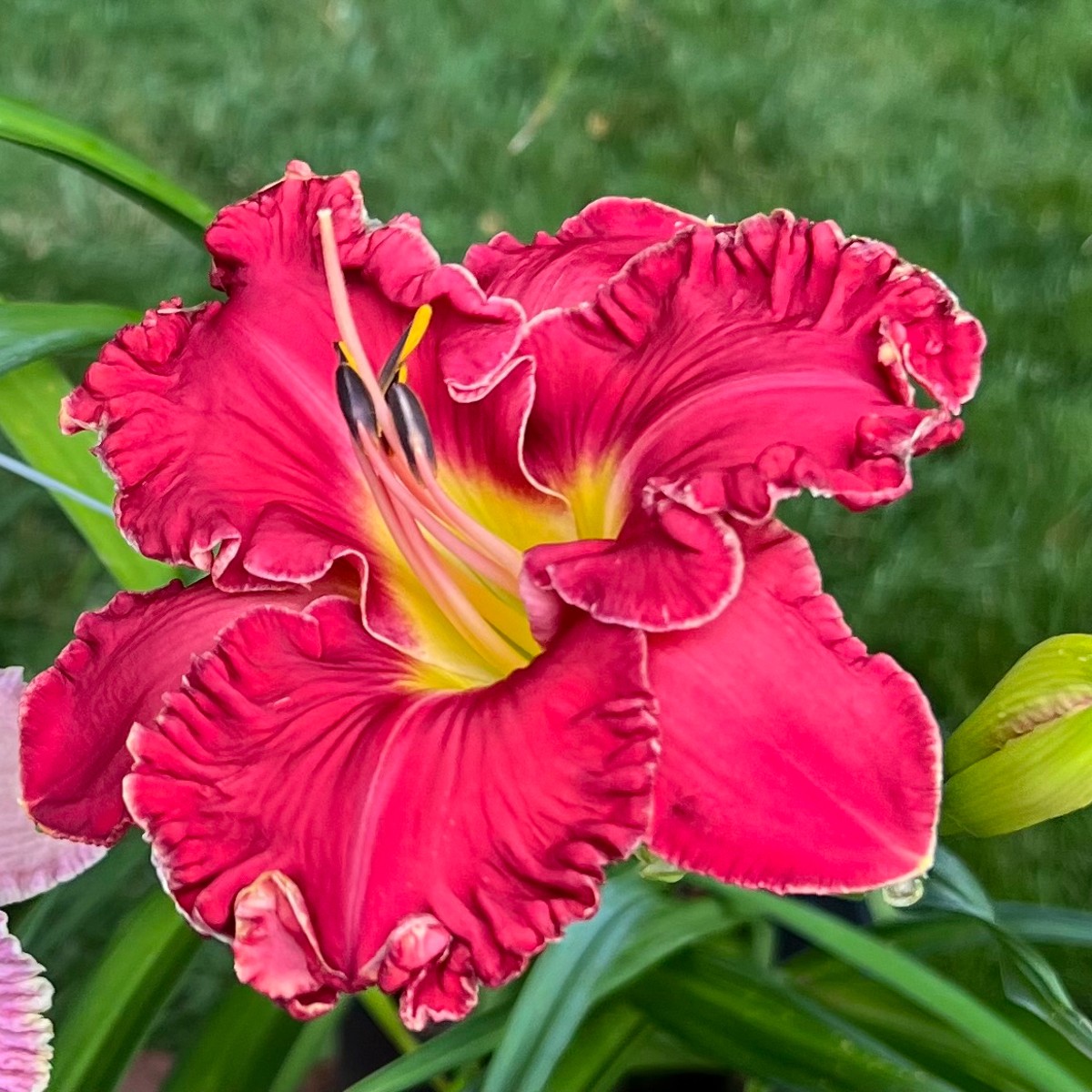 Eden on Harrell Daylily Catalog
