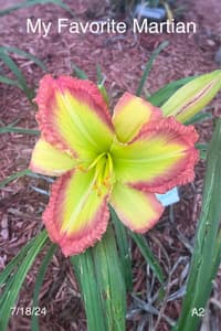 My Favorite Martian thumbnail