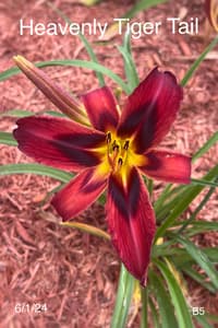 Heavenly Tiger Tails  thumbnail