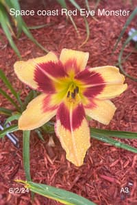 Spacecoast Red Eyed Monster thumbnail