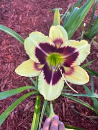 Heavenly Dark Matter thumbnail