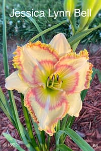 Jessica Lynn Bell thumbnail