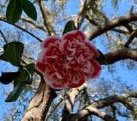 Tama Glitters  thumbnail