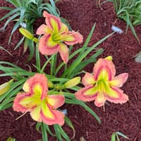 My Favorite Martian thumbnail