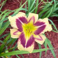 Rorschach Test thumbnail