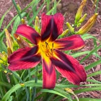 Heavenly Tiger Tails thumbnail