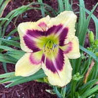 Heavenly Dark Matter thumbnail