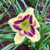 Heavenly Dark Matter thumbnail