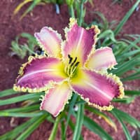 Vampire Fish thumbnail