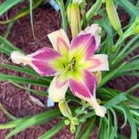 Thundercat thumbnail