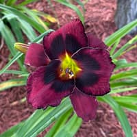 Buddy's Black Jack thumbnail