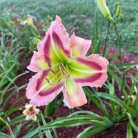 Queen of Green thumbnail