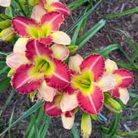 Clown Parade thumbnail