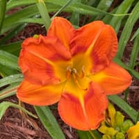 Firecracker Orange thumbnail