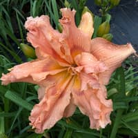 Iridescent Splendor thumbnail