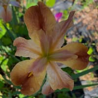 Chacahoula Fire thumbnail