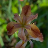 Chacahoula Fire thumbnail