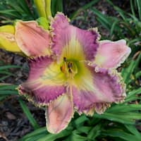 Spacecoast Moonlight Orchid thumbnail