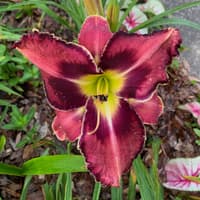 Plum Stunning thumbnail