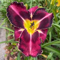 Plum Stunning thumbnail