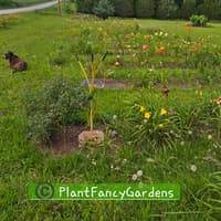 PlantFancyGardens thumbnail