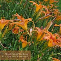 PlantFancyGardens thumbnail