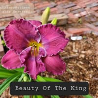Beauty of the King thumbnail