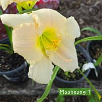 Moon Song thumbnail