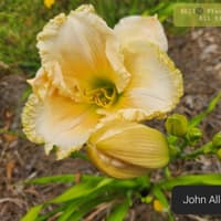 John Allgood thumbnail