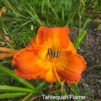 Tahlequah Flame thumbnail