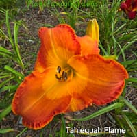 Tahlequah Flame thumbnail