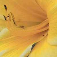 Burgess Gold Sun thumbnail