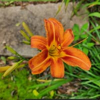 Fulva Speciosa thumbnail
