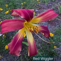 Red Wiggler thumbnail