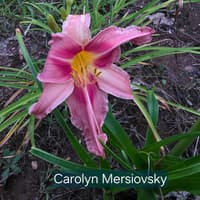 Carolyn Mersiovsky thumbnail