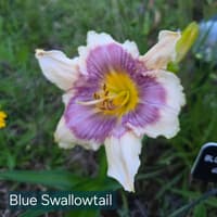 Blue Swallowtail thumbnail