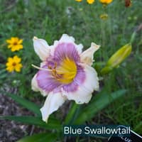 Blue Swallowtail thumbnail