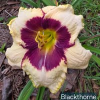 Blackthorne thumbnail
