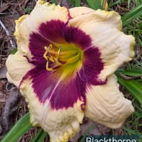 Blackthorne thumbnail