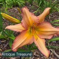 Antique Treasure thumbnail