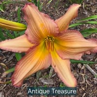 Antique Treasure thumbnail