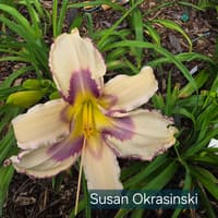 Susan Okrasinski thumbnail