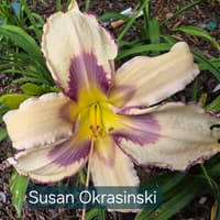 Susan Okrasinski thumbnail
