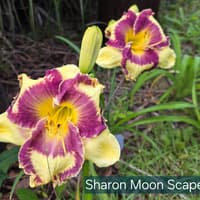 Sharon Moon Scape thumbnail