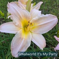 Small World It's My Party thumbnail