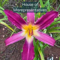 House of Misrepresentatives thumbnail
