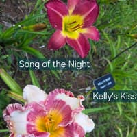 Song of the Night thumbnail