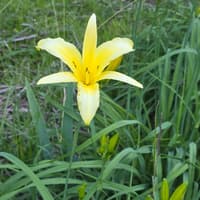 Hemerocallis lilioasphodelus thumbnail